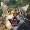 FeralKitten 的头像
