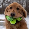 Real Hand of Dog's profile picture