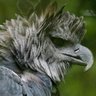 たかけん🦅's profile picture