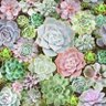Succulent at Heart profil fotoğrafı