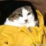 Profilbild von Hides
