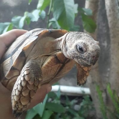 amor a las tortugas 💘🐢's profile picture