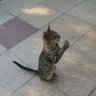 Фото профиля ,,Gül,,,