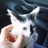 Beeper Kins profil fotoğrafı