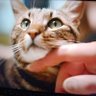 Gatto Zeppola 的头像
