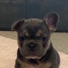 Shane Francis profil fotoğrafı