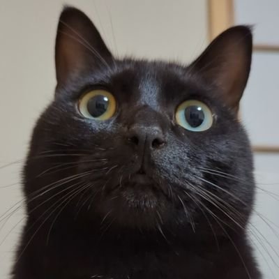 保護黒猫 ロコちゃん's profile picture