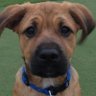 Profilbild von Intelligent Dog
