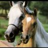 الخيل والليل 的头像