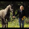StevCia ...kind of a horse whisperer's profile picture