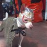 Фото профиля El perrito Indecente