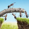 BichinhoMamãe 🐜 profil fotoğrafı