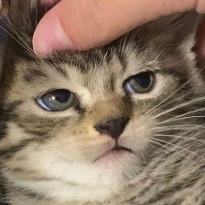 료랑's profile picture