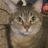 Profilbild von Bossup
