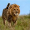 Profilbild von OLÚTÓFÚNMI🦁
