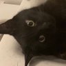 Cats and Comics 的头像