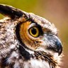 Wijze_Uil's profile picture