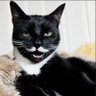 MeowToshi Catomoto's profile picture
