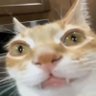 Chims's profile picture