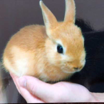 kokokuusatokun's profile picture