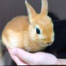 Фото профиля むつ🐰🐰🐰