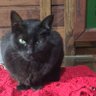 Lamat (estrela elétrica amarela) 🚩🚩🐈🐈‍⬛ profil fotoğrafı