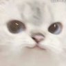 小白白菜白 的头像