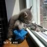 Syltia 的头像