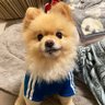 ぽっちゃりポメ's profile picture