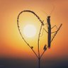 Фото профиля butterfly_wing 🦋🌻
