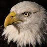 Фото профиля Crypto Eagle 🦅