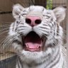 jgn kepo. profil fotoğrafı