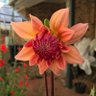 Фото профиля Dahlia Garden