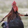 Streaming Seagulls's profile picture