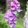 Foxglove_Cafe profil fotoğrafı