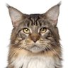 Profilbild von Carme standby