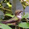 Фото профиля Humm Ingbird