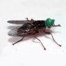 La Mosca Sesé profil fotoğrafı