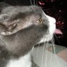 Фото профиля manytoecat