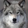 Profilbild von lemanu