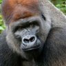 An Unspecified Ape of Unknown Species's profile picture