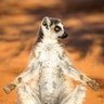 Profilbild von Mindful Primate