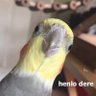 MomOfBirds's profile picture