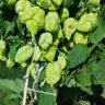Фото профиля Spicy Kang