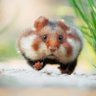 CupofCanoodles's profile picture