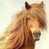 Фото профиля 🐎馬の助💗非接種💗