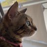 らむね。🥞's profile picture