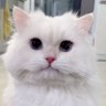 Фото профиля میس پیشکَت miss piiishcat