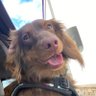 Scoob profil fotoğrafı