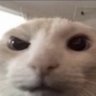 Ace's profile picture